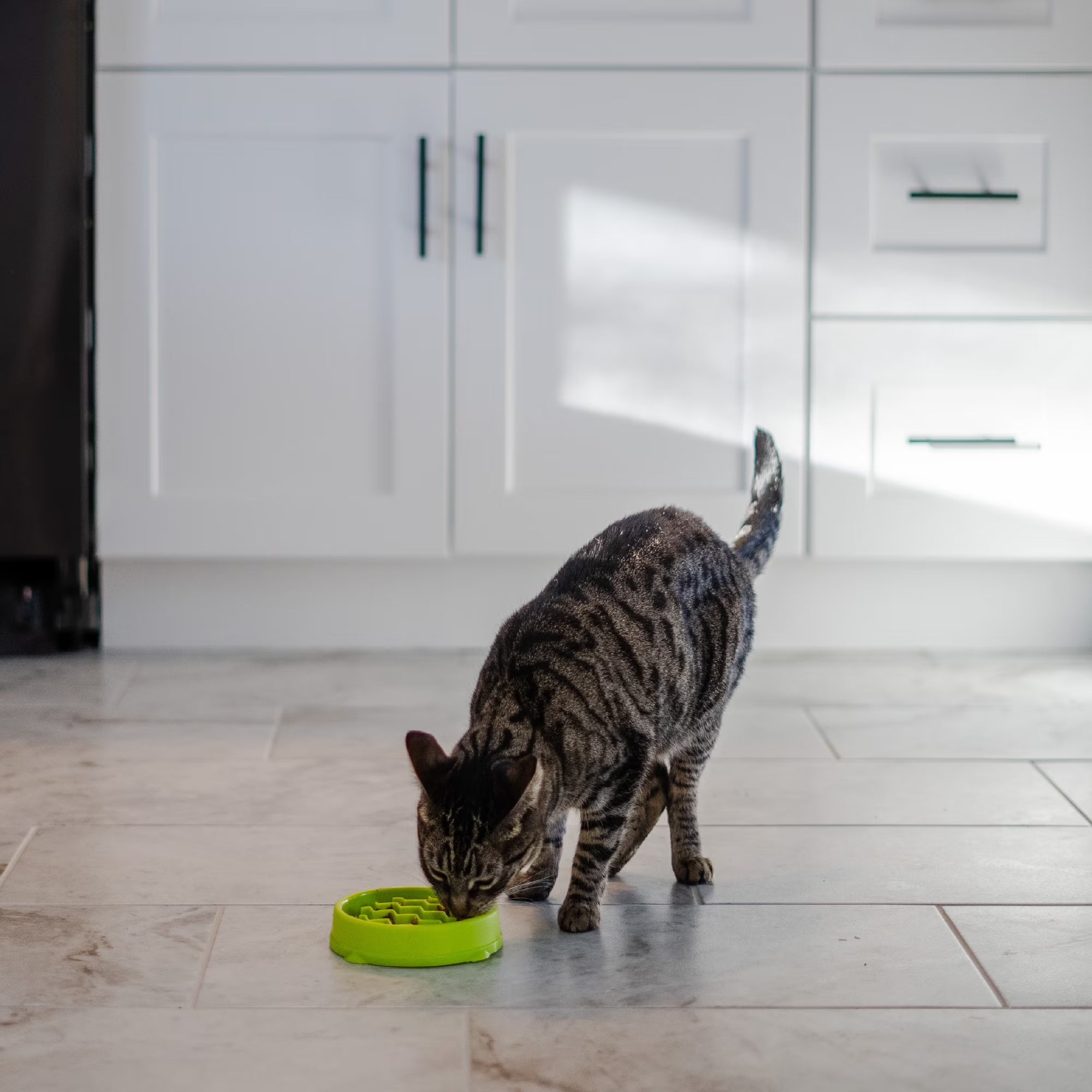 Catstages Kitty Slow Feeder Bowl for Cats & Small Dogs, Puzzle Dish for Fast Eaters, For Wet or Dry Food, Helps Slow Eating & Aid Digestion, Non-Slip, Made Without BPA, 3/4 Cup, 5-Inch